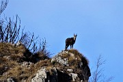 57 Maxi zoom su un camoscio che mi osserva da un cocuzzolo del Castel Regina